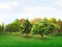 001-trees-vector-pack