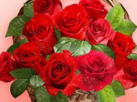 002-bascket-of-roses-vector